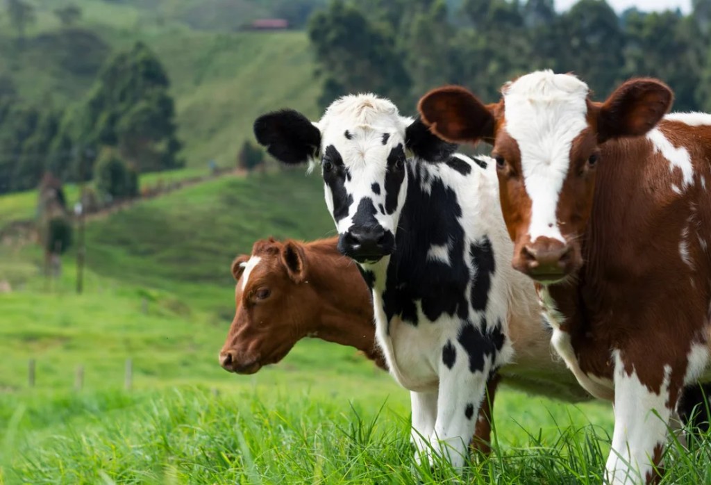 Farmers working with livestock in Rwanda